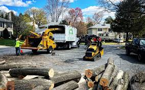 Reliable Nisswa, MN Tree Care Solutions